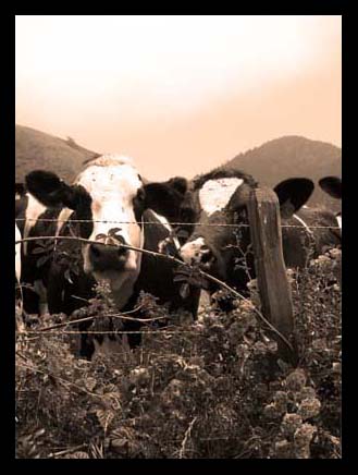 California Cows What's the carbon footprint of the livestock industry?