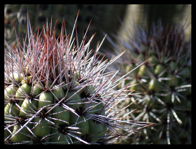 cactus-spines