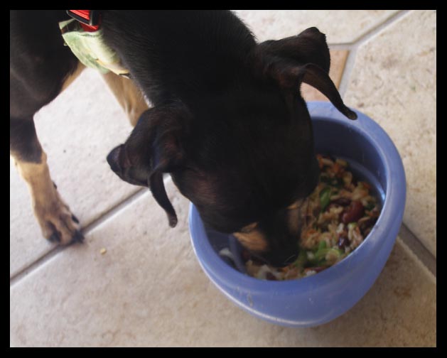 nom-nom-nom