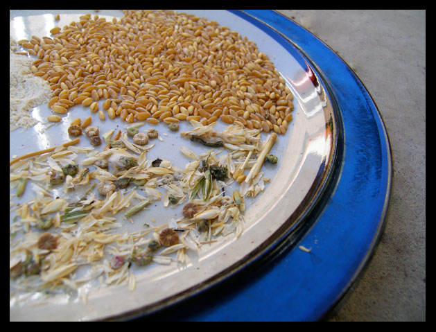 wheat-berries