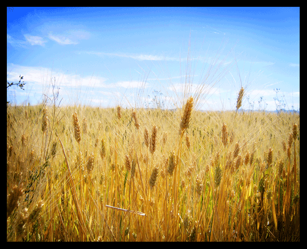 field of red durham wheat,