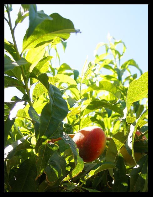 peach-top