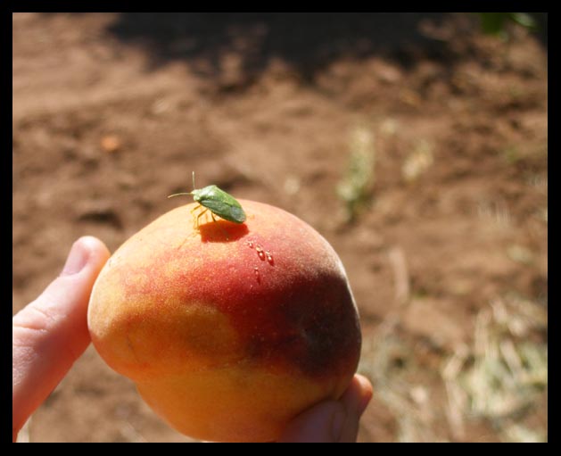 peach-with-true-bug